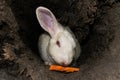 Rabbit in farm