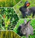 Rabbit Farm and corn and wheat field. Corn and wheat are fodder crops for livestock. Collage Royalty Free Stock Photo
