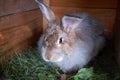 Rabbit in farm corral Royalty Free Stock Photo