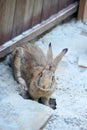 Rabbit in farm corral Royalty Free Stock Photo