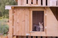 Rabbit farm household. Cute fluffy bunnies in cages.