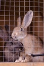 Rabbit farm household. Cute fluffy bunnies in cages.