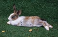 Rabbit in farm