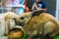 Rabbit in farm