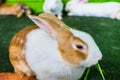 Rabbit in farm