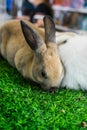 Rabbit in farm