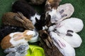 Rabbit in farm