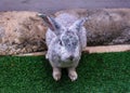 Rabbit in farm