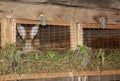 Rabbit Farming. Feeding Rabbits. Rabbit Cage