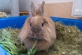 Rabbit during feeding