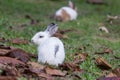 Rabbit on field