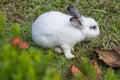 Rabbit on field