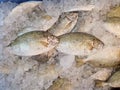 Rabbit fish Siganus fuscescens on ice sold in Market