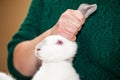 A veterinarian castrates rabbits on the farm with a surgical instrument