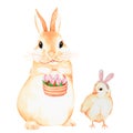 Rabbit with flowers and chick . Watercolor illustration. Isolated on a white background. For design. Royalty Free Stock Photo