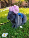 rabbit with flowers on his head on a meadow