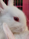 Rabbit ,fluffy ,grey eye color ,fur ,white ,domestic pet