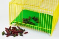 Rabbit food and cage for tiny pet Royalty Free Stock Photo