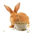 Rabbit food pellets and brown rabbit Royalty Free Stock Photo