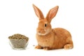 Rabbit food pellets and brown rabbit Royalty Free Stock Photo