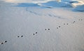 Rabbit foot-prints in snow