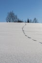 Rabbit footprints in deep fresh snow