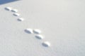 Rabbit footprints in snow