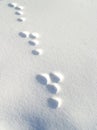 Rabbit footprints in snow