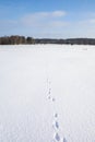 Rabbit footprints on the snow, Esponlahti Nature Preserve Fiskarsinmaki, Espoo, Finland
