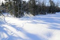 Rabbit footprints on winter trail