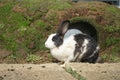 Rabbit in front of rabbit hole Royalty Free Stock Photo