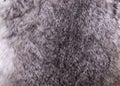 Rabbit fur close up grey texture background material Royalty Free Stock Photo