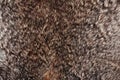 Rabbit fur texture