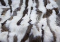 rabbit fur of various colors sewn together