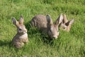 Rabbit Garden Ornaments