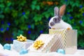 Rabbit in gift box and blue balls for christmas Royalty Free Stock Photo