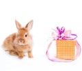 Rabbit and a gift box Royalty Free Stock Photo