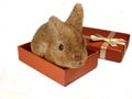 Rabbit in gift2