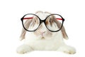Rabbit with glasses Royalty Free Stock Photo