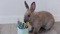 Rabbit gnaws a pencil. Domestic pet rodent pest concept