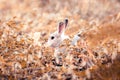 rabbit Run and play as you please in the grass. Royalty Free Stock Photo