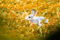 rabbit in the grass Run and play as you please in the grass. Royalty Free Stock Photo