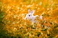 rabbit in the grass Run and play as you please in the grass. Royalty Free Stock Photo