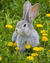 Rabbit in grass