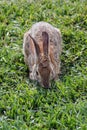 A rabbit on grass