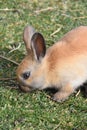 Rabbit Smelling the Grass Royalty Free Stock Photo