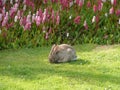 Rabbit, grass and flowers in summer