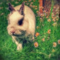 Rabbit in grass / lapin dans herbe