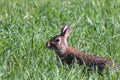 A Rabbit in the Grass