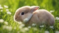 rabbit on grass a small rabbit sitting in the grass